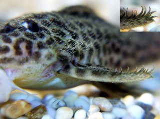 Hypancistrus yudja
