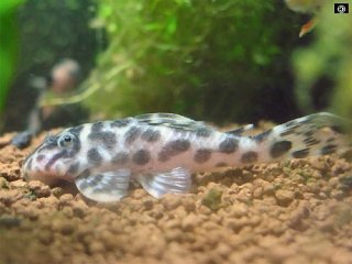 Hypancistrus yudja