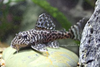 Hypancistrus yudja