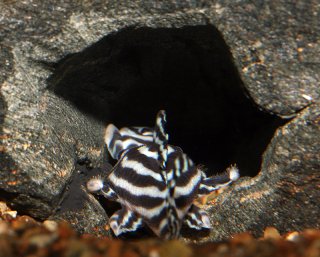 Hypancistrus zebra