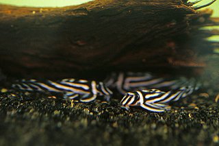 Hypancistrus zebra