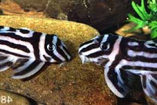 Hypancistrus zebra