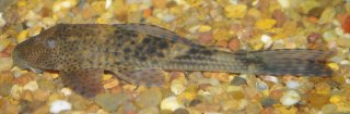 Hypostomus aspilogaster