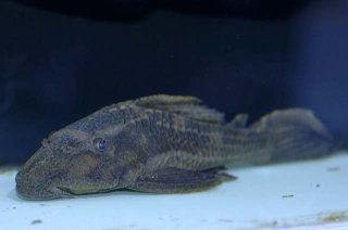 Hypostomus borellii