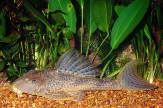 Hypostomus boulengeri