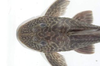 Hypostomus cf. paulinus