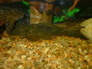 Hypostomus cf. ternetzi