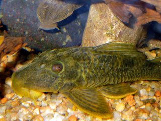 Hypostomus cf. ternetzi