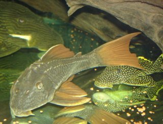 Hypostomus cochliodon