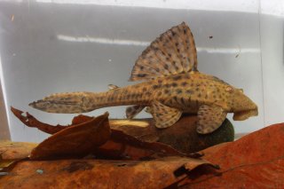 Hypostomus cochliodon