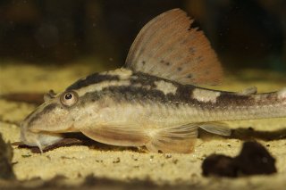 Hypostomus cochliodon