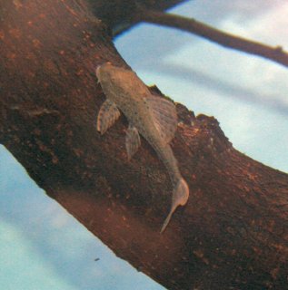 Hypostomus commersoni