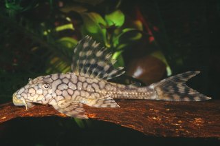 Hypostomus faveolus