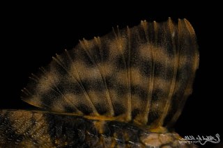 Hypostomus faveolus