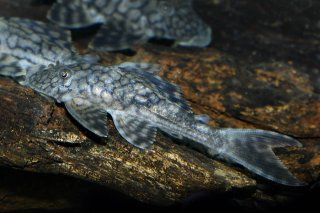 Hypostomus faveolus