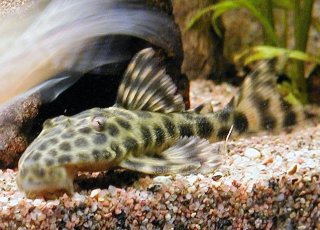 Hypostomus fuscomaculatus