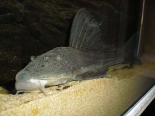 Hypostomus laplatae