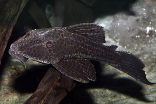 Hypostomus latifrons