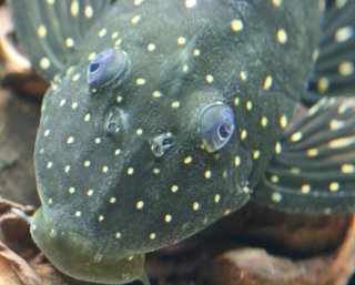 Hypostomus luteus