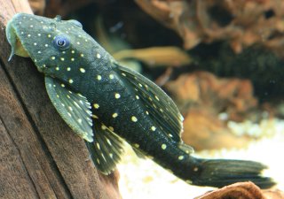 Hypostomus luteus