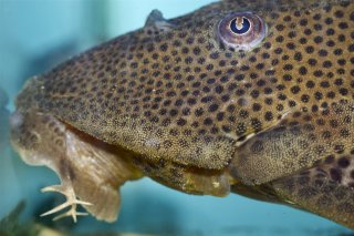 Hypostomus oculeus