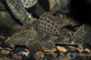 Hypostomus plecostomoides