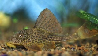 Hypostomus plecostomoides