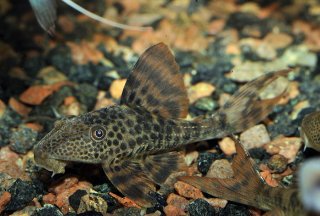 Hypostomus plecostomoides