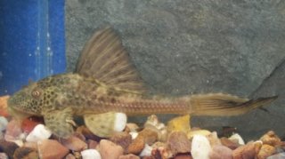 Hypostomus plecostomoides