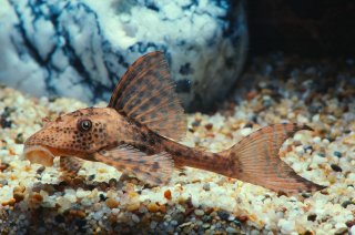 Hypostomus plecostomus