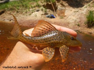 Hypostomus plecostomus