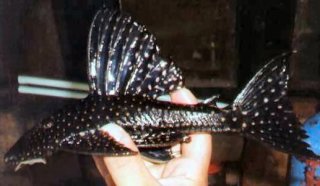 Hypostomus regani