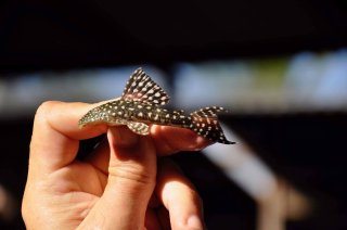 Hypostomus sertanejo