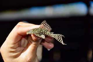 Hypostomus sertanejo