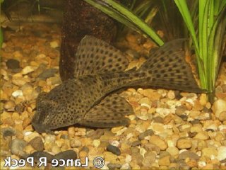 Hypostomus sp. (6)