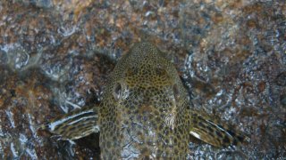 Hypostomus sp. (L087)