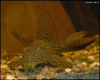 Hypostomus sp. (L117)