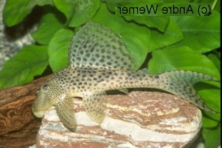 Hypostomus sp. (L130)