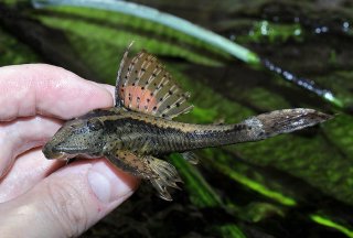 Hypostomus sp. (L138)