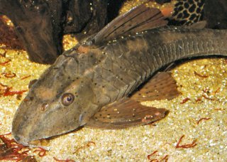 Hypostomus sp. (L138)