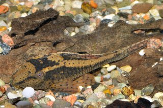 Hypostomus sp. (L138)