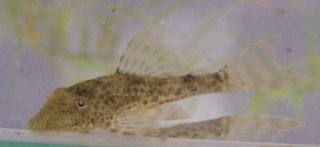 Hypostomus sp. (L192)