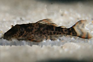 Hypostomus sp. (L346)