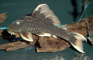 Hypostomus sp. (L360)