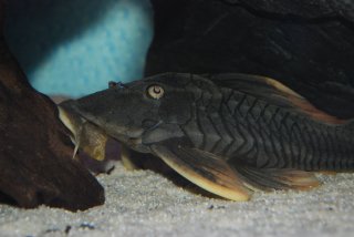 Hypostomus sp. (L360)