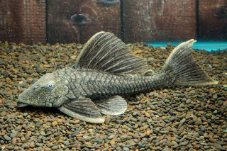 Hypostomus sp. (L517)