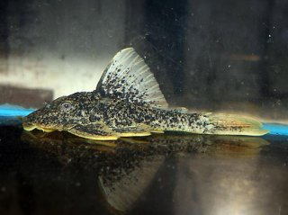 Hypostomus sp. (L517)