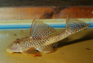 Hypostomus sp. `COLONIA DEL SACRAMENTO`