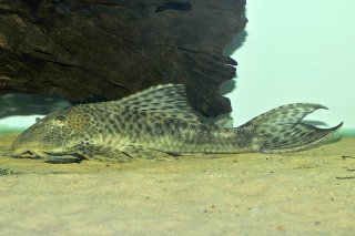 Hypostomus sp. `PARAGUAY`