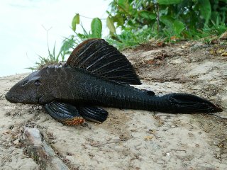 Hypostomus sp. `RIO JATAPU`